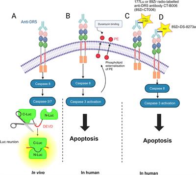 Targeting Death Receptor 5 (DR5) for imaging and treatment of primary bone and soft tissue tumors: an update of the literature